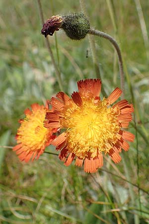 Hieracium x stoloniflorum \ L�uferbl�tiges Habichtskraut / Hybrid Hawkweed, D Hagen 14.6.2019