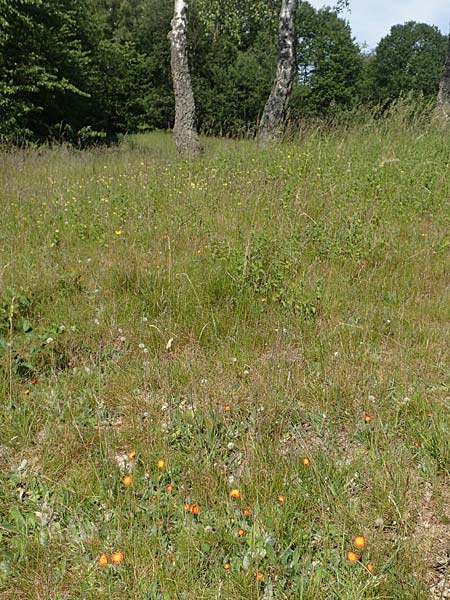 Hieracium x stoloniflorum \ L�uferbl�tiges Habichtskraut / Hybrid Hawkweed, D Hagen 14.6.2019