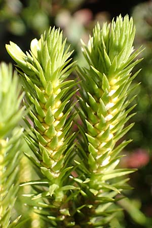Huperzia selago \ Tannen-B�rlapp / Fir Clubmoss, D Schwarzwald/Black-Forest, Hornisgrinde 4.9.2019