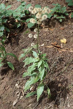 Hieracium sabaudum \ Savoyer Habichtskraut / Savoy Hawkweed, D Odenwald, Ursenbach 3.10.2019