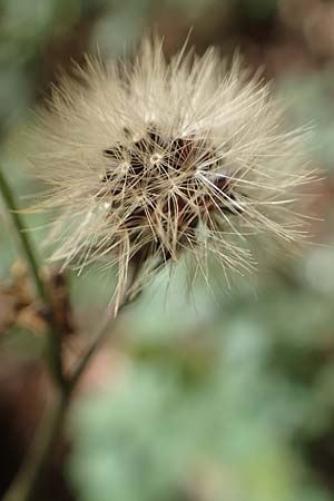 Hieracium sabaudum \ Savoyer Habichtskraut / Savoy Hawkweed, D Odenwald, Ursenbach 3.10.2019
