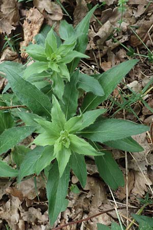 Hieracium sabaudum \ Savoyer Habichtskraut / Savoy Hawkweed, D Bischoffen-Niederweidbach 22.6.2020