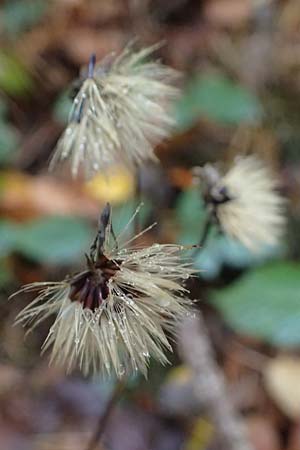 Hieracium sabaudum \ Savoyer Habichtskraut / Savoy Hawkweed, D Bad D&uuml;rkheim 1.11.2020