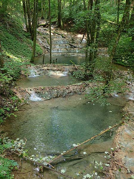 Palustriella commutata \ Ab&auml;nderndes Starknerv-Moos, Tuff-Moos / Curled Hook Moss, D Berching-Holnstein 23.7.2021