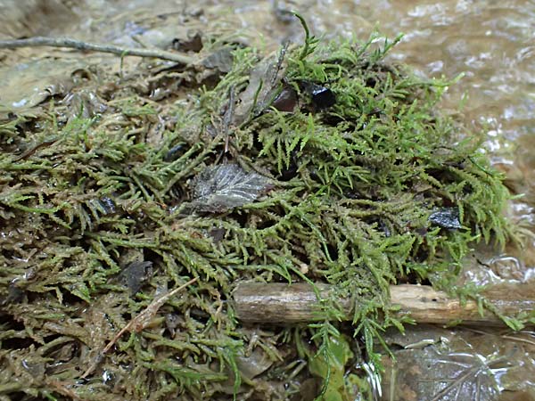 Palustriella commutata \ Ab&auml;nderndes Starknerv-Moos, Tuff-Moos / Curled Hook Moss, D Berching-Holnstein 23.7.2021