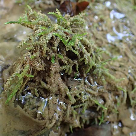 Palustriella commutata \ Ab&auml;nderndes Starknerv-Moos, Tuff-Moos / Curled Hook Moss, D Berching-Holnstein 23.7.2021