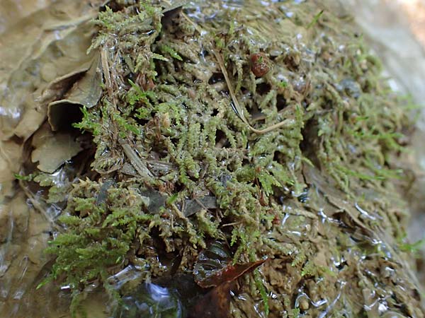 Palustriella commutata \ Ab&auml;nderndes Starknerv-Moos, Tuff-Moos / Curled Hook Moss, D Berching-Holnstein 23.7.2021