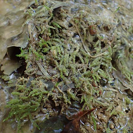 Palustriella commutata \ Ab&auml;nderndes Starknerv-Moos, Tuff-Moos / Curled Hook Moss, D Berching-Holnstein 23.7.2021