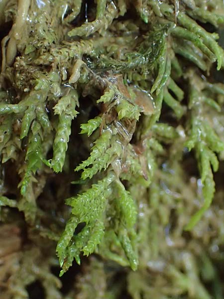 Palustriella commutata \ Ab&auml;nderndes Starknerv-Moos, Tuff-Moos / Curled Hook Moss, D Berching-Holnstein 23.7.2021
