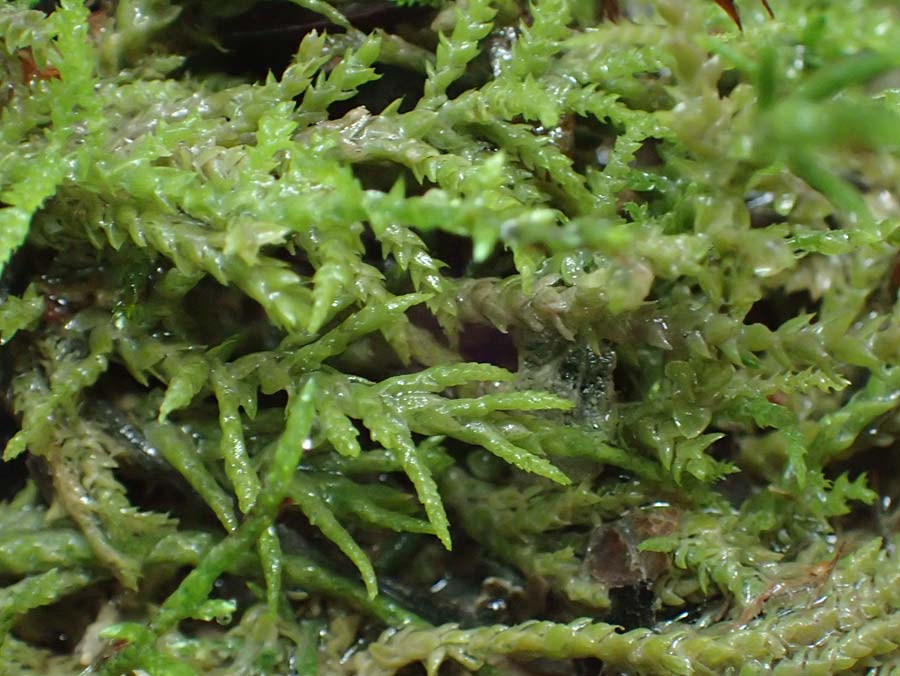 Palustriella commutata \ Ab&auml;nderndes Starknerv-Moos, Tuff-Moos / Curled Hook Moss, D Berching-Holnstein 23.7.2021