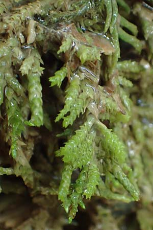 Palustriella commutata \ Ab&auml;nderndes Starknerv-Moos, Tuff-Moos / Curled Hook Moss, D Berching-Holnstein 23.7.2021