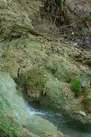 Palustriella commutata \ Ab&auml;nderndes Starknerv-Moos, Tuff-Moos / Curled Hook Moss, D Berching-Holnstein 23.7.2021