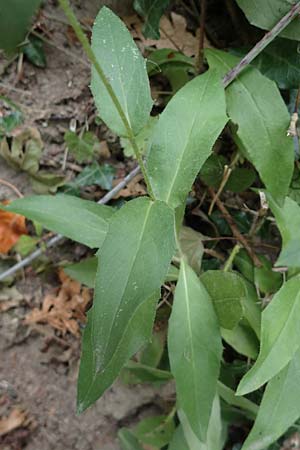 Hieracium sabaudum \ Savoyer Habichtskraut / Savoy Hawkweed, D Hohwacht 13.9.2021