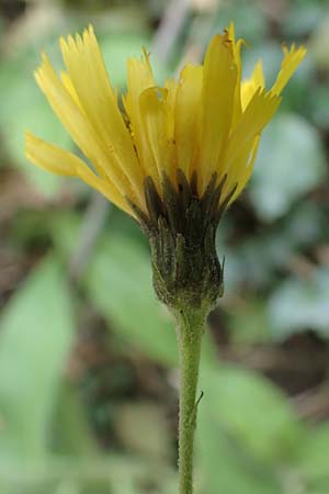 Hieracium sabaudum \ Savoyer Habichtskraut / Savoy Hawkweed, D Hohwacht 13.9.2021