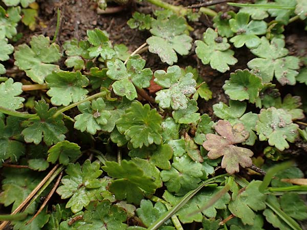Hydrocotyle sibthorpioides \ Kleinbl�ttriger Wassernabel / Dwarf Pennywort, Lawn Marsh Pennywort, D Mannheim 13.4.2022