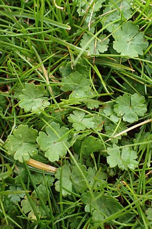 Hydrocotyle sibthorpioides \ Kleinbl�ttriger Wassernabel / Dwarf Pennywort, Lawn Marsh Pennywort, D Mannheim 13.4.2022