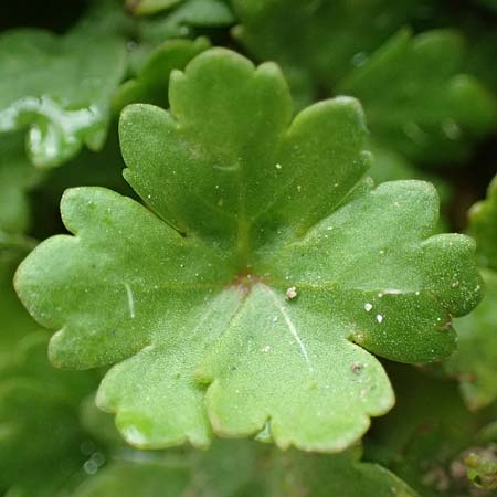 Hydrocotyle sibthorpioides \ Kleinbl�ttriger Wassernabel / Dwarf Pennywort, Lawn Marsh Pennywort, D Mannheim 13.4.2022