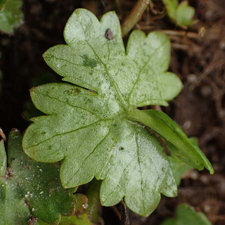 Hydrocotyle sibthorpioides \ Kleinbl�ttriger Wassernabel / Dwarf Pennywort, Lawn Marsh Pennywort, D Mannheim 13.4.2022