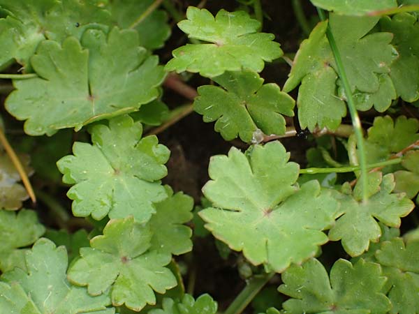 Hydrocotyle sibthorpioides \ Kleinbl�ttriger Wassernabel / Dwarf Pennywort, Lawn Marsh Pennywort, D Mannheim 13.4.2022