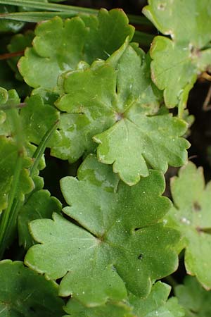 Hydrocotyle sibthorpioides \ Kleinbl�ttriger Wassernabel / Dwarf Pennywort, Lawn Marsh Pennywort, D Mannheim 13.4.2022