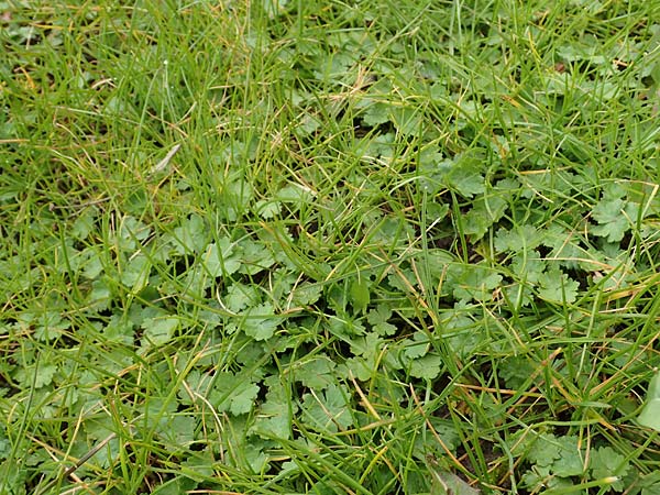 Hydrocotyle sibthorpioides \ Kleinbl�ttriger Wassernabel / Dwarf Pennywort, Lawn Marsh Pennywort, D Mannheim 13.4.2022