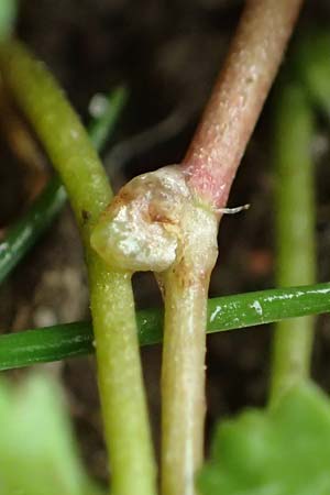 Hydrocotyle sibthorpioides \ Kleinbl�ttriger Wassernabel / Dwarf Pennywort, Lawn Marsh Pennywort, D Mannheim 13.4.2022