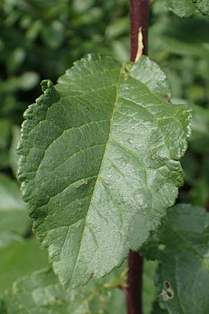 Prunus x fruticans \ Haferschlehe, Krieche / Bullace, D Niederjossa 21.6.2022