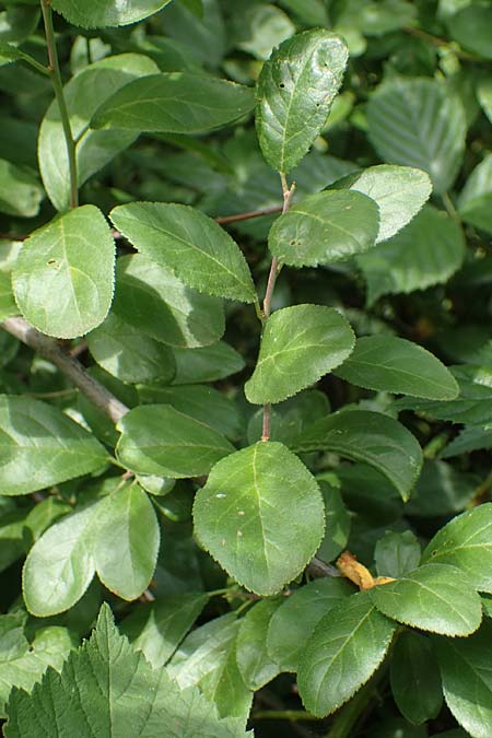 Prunus x fruticans \ Haferschlehe, Krieche / Bullace, D Niederjossa 21.6.2022