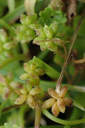 Hydrocotyle sibthorpioides \ Kleinbl�ttriger Wassernabel / Dwarf Pennywort, Lawn Marsh Pennywort, D Mannheim 24.6.2022