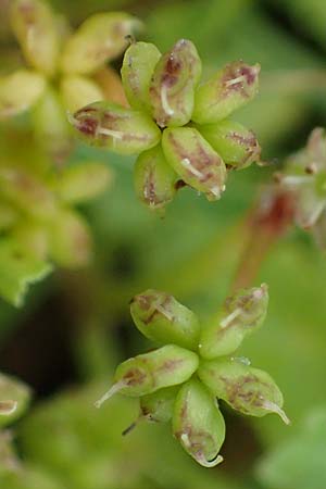 Hydrocotyle sibthorpioides \ Kleinbl�ttriger Wassernabel / Dwarf Pennywort, Lawn Marsh Pennywort, D Mannheim 24.6.2022