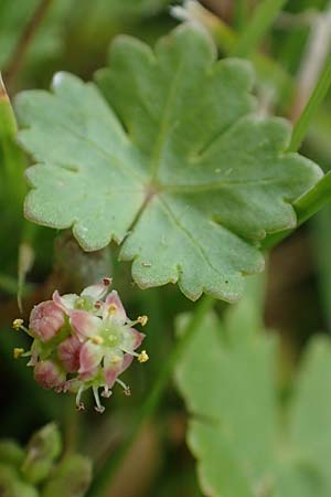 Hydrocotyle sibthorpioides \ Kleinbl�ttriger Wassernabel / Dwarf Pennywort, Lawn Marsh Pennywort, D Mannheim 24.6.2022