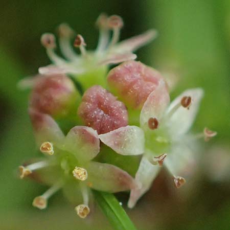 Hydrocotyle sibthorpioides \ Kleinbl�ttriger Wassernabel / Dwarf Pennywort, Lawn Marsh Pennywort, D Mannheim 24.6.2022