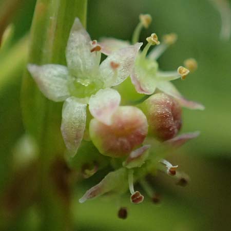 Hydrocotyle sibthorpioides \ Kleinbl�ttriger Wassernabel / Dwarf Pennywort, Lawn Marsh Pennywort, D Mannheim 24.6.2022