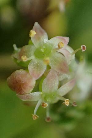 Hydrocotyle sibthorpioides \ Kleinbl�ttriger Wassernabel / Dwarf Pennywort, Lawn Marsh Pennywort, D Mannheim 24.6.2022