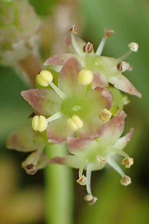 Hydrocotyle sibthorpioides \ Kleinbl�ttriger Wassernabel / Dwarf Pennywort, Lawn Marsh Pennywort, D Mannheim 24.6.2022