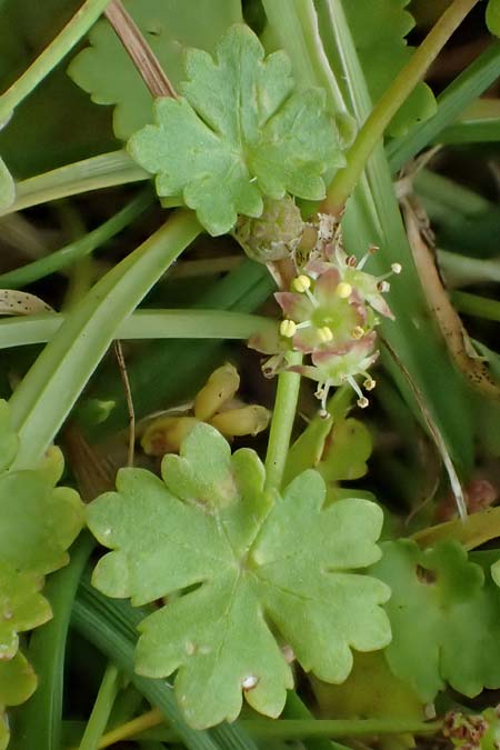 Hydrocotyle sibthorpioides \ Kleinbl�ttriger Wassernabel / Dwarf Pennywort, Lawn Marsh Pennywort, D Mannheim 24.6.2022