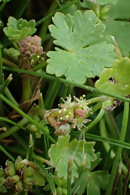 Hydrocotyle sibthorpioides \ Kleinbl�ttriger Wassernabel / Dwarf Pennywort, Lawn Marsh Pennywort, D Mannheim 24.6.2022