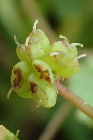 Hydrocotyle sibthorpioides \ Kleinbl�ttriger Wassernabel / Dwarf Pennywort, Lawn Marsh Pennywort, D Mannheim 24.6.2022