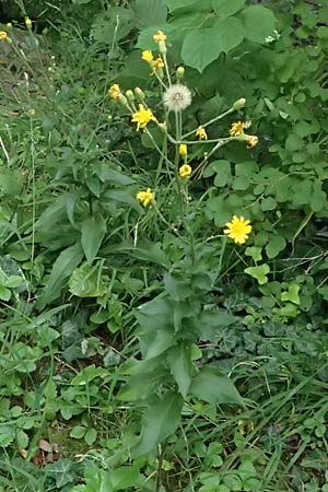Hieracium sabaudum \ Savoyer Habichtskraut / Savoy Hawkweed, D Hemsbach 2.9.2024