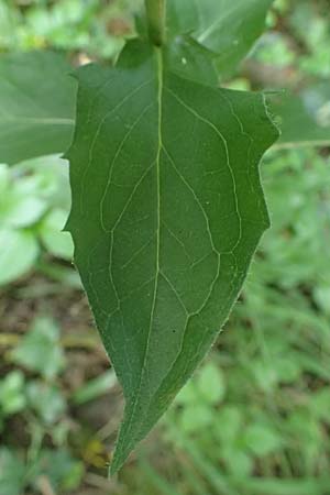 Hieracium sabaudum \ Savoyer Habichtskraut / Savoy Hawkweed, D Hemsbach 2.9.2024