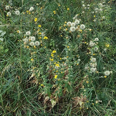 Hieracium sabaudum \ Savoyer Habichtskraut / Savoy Hawkweed, D Hemsbach 2.9.2024