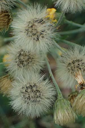 Hieracium sabaudum \ Savoyer Habichtskraut / Savoy Hawkweed, D Hemsbach 2.9.2024