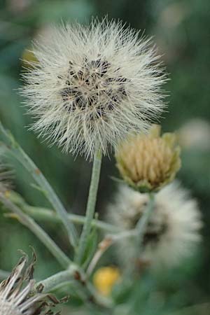 Hieracium sabaudum \ Savoyer Habichtskraut / Savoy Hawkweed, D Hemsbach 2.9.2024