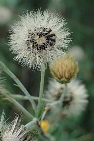 Hieracium sabaudum \ Savoyer Habichtskraut / Savoy Hawkweed, D Hemsbach 2.9.2024