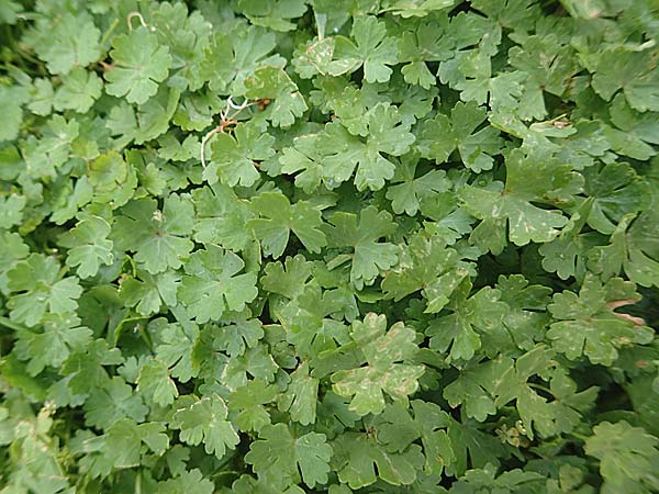 Hydrocotyle sibthorpioides \ Kleinbl�ttriger Wassernabel / Dwarf Pennywort, Lawn Marsh Pennywort, D Mannheim 8.9.2024
