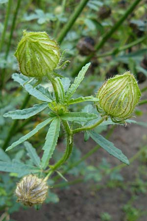 Hibiscus trionum \ Stunden-Eibisch / Bladder Ketmia, D Botan. Gar.  Universit.  Mainz 13.9.2008
