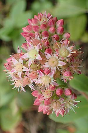 Hylotelephium telephium \ Purpur-Waldfetthenne / Witch's Moneybags, D Mannheim 20.9.2015