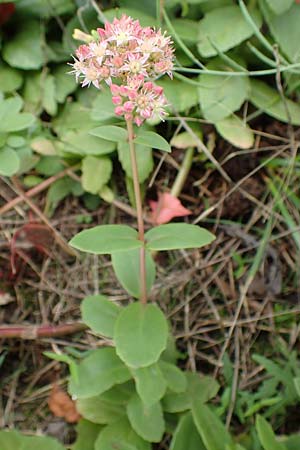 Hylotelephium telephium \ Purpur-Waldfetthenne / Witch's Moneybags, D Mannheim 20.9.2015