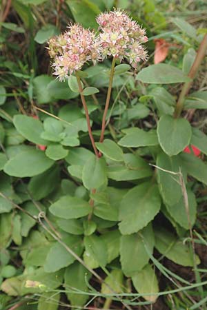 Hylotelephium telephium \ Purpur-Waldfetthenne / Witch's Moneybags, D Mannheim 20.9.2015