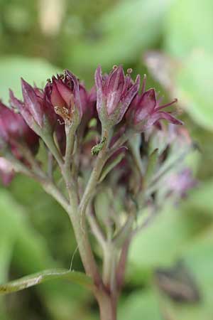 Hylotelephium telephium \ Purpur-Waldfetthenne / Witch's Moneybags, D Heidelberg 22.9.2017